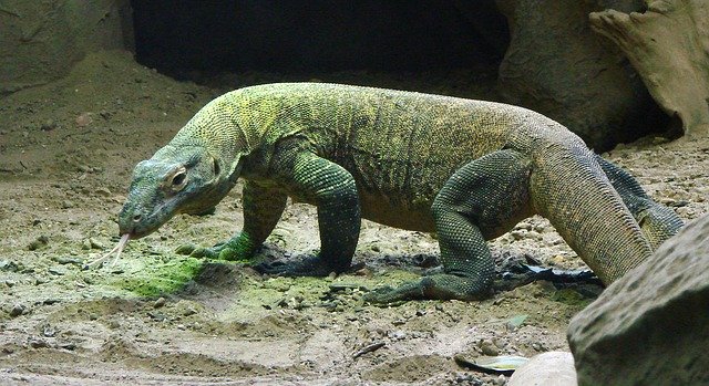 4 Fakta Keunikan Pulau Komodo  yang Harus Kamu Ketahui 