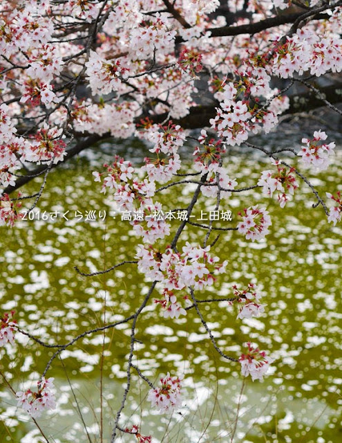 松本城のお堀沿いの桜