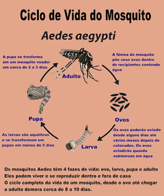 Infográfico ilustrando o ciclo de vida do mosquito Aedes aegypti.