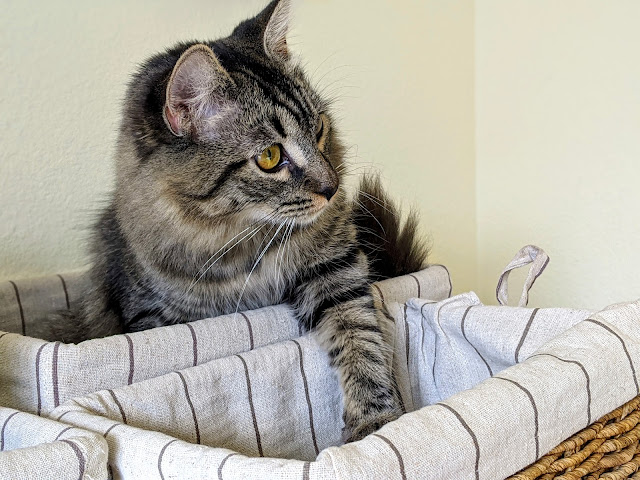 Rena, with her black and white whiskers by Bennilover from flickr (CC-ND)