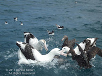 Wandering albatrosses, Southern giant petrels fighting over fish livers thrown from boat off Kaikoura, NZ - by Denise Motard