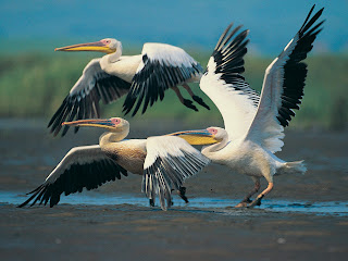 Amazing Wild Life Photography - Birds Desktop Wallpapers