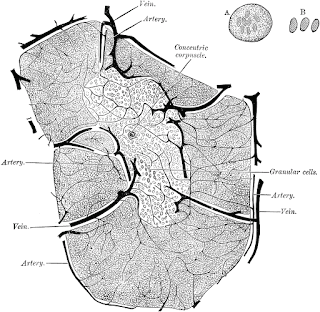 Structure et composition du thymus