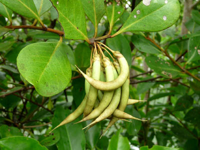 Kachang-kachang (Aegiceras corniculatum)