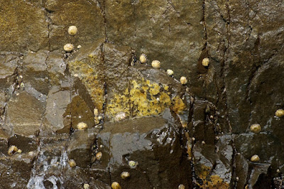 Scaly Limpet (Scurellastra peronii), Snakeskin Chiton (Sypharochiton pelliserpentis), etc