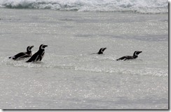 Stanley, Falkland Islands 317 (640x413)