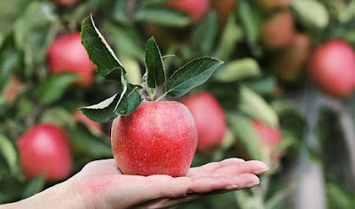 सेब खाने के गजब के फायदे | Amazing Benefits of Apple | Eat Apple Daily
