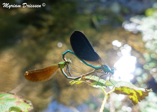 dameselflies Calopteryx virgo mating South of France