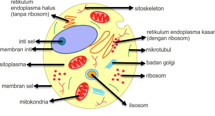 Sel dan Jaringan Hewan & Tumbuhan, Struktur, Fungsi, Gambar, Perbedaan, Penjelasan dan Contoh Soal