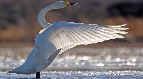 The Whooper swan is the national bird of which country?