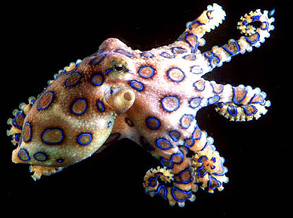 blue ringed octopus