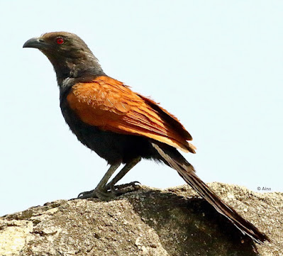 "Greater Coucal - resident, perched on a rock."