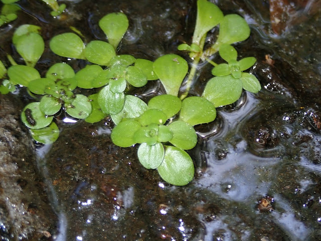 Callitriche stagnalis