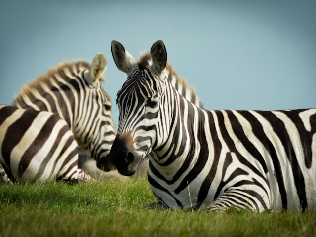 Zebra Animal wallpapers