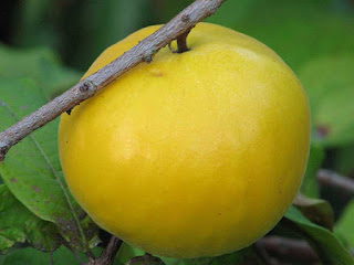 araza fruit images