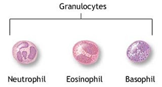 Cells of Immune System Granulocytic Cells DeepaliTalk BioTechnology