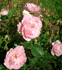 pink rose sommerwind