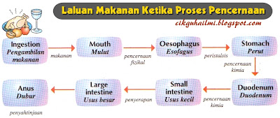 Sistem Pencernaan Manusia ~ CiKGUHAiLMi