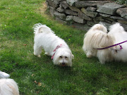 Dogs (white dogs image )
