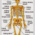 Kerangka Tubuh Manusia dan Fungsinya