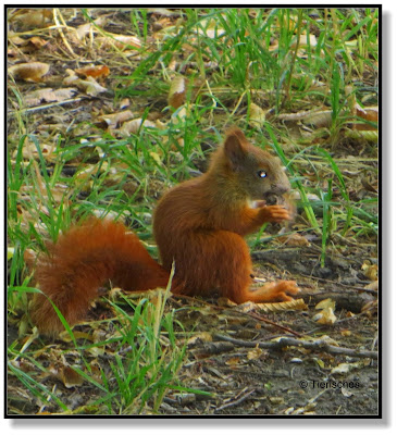 Eichhörnchen