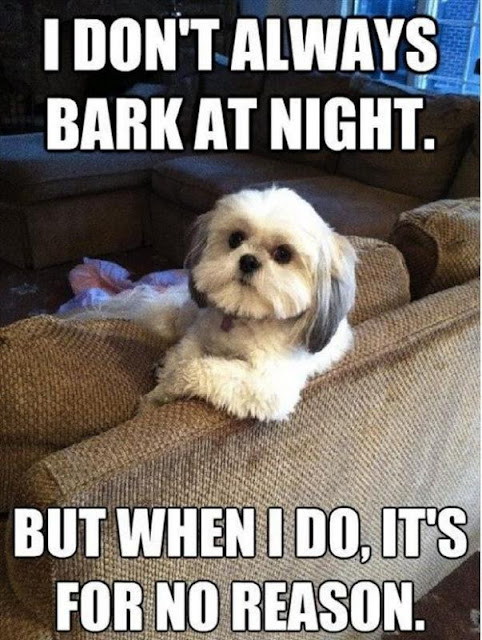 I don't always bark at night but when I do, it's for no reason