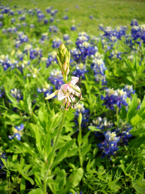 Wildflowers in bloom at White Rock Lake, Dallas, Texas