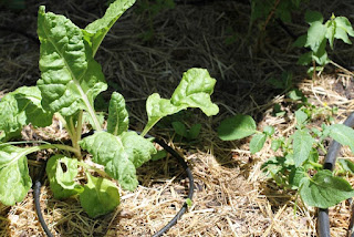 Volunteer chard and potato