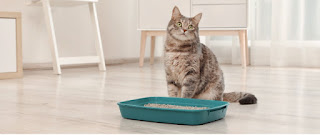 How to Train a Cat to Use the Litter Box