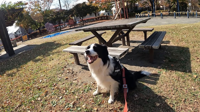 保護犬 ボーダーコリー トーマ