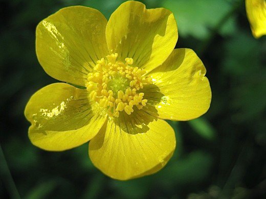 	buttercup flower wallpaper	