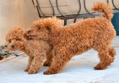 How to know different types poodle puppies?