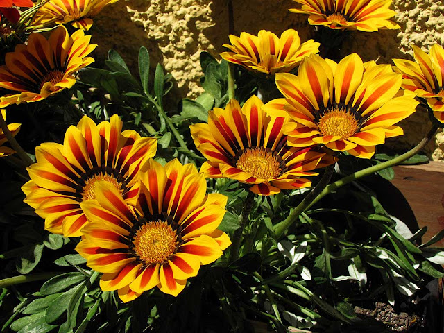 Yellow flowers in a planter, Livorno