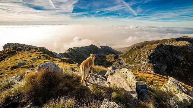 Golden Retriever Hiking Dog