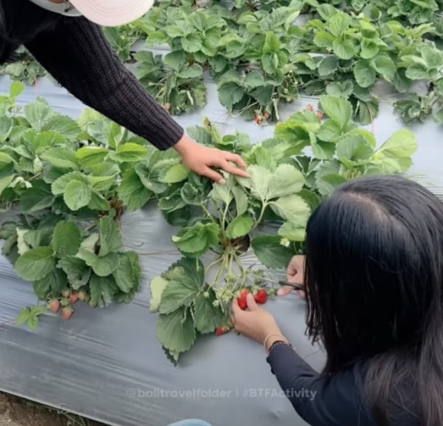 La Fresa Kintamani Bali