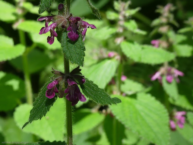 rings of purple flowers settled on leaves