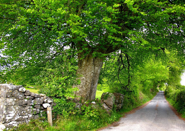 image of a big green tree and a road