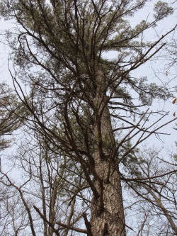 large white pine