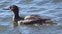 Red-breasted Merganser, juvenile – Florida – Mar. 9, 2011 – D. Gordon E. Robertson