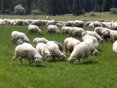 Grzyby wiosenne, grzyby w maju, grzybobranie wiosenne, grzybobranie w maju, smardze, gdzie szukać i zbierać smardze, grzyby na Orawie, grzybobranie na Słowacji