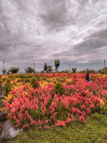 taman suruh banyuwangi