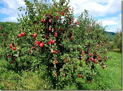 tree-fruit-03