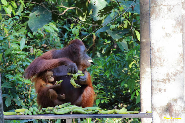 Orangutanes, volcanes y un poquito de Bali - Blogs de Indonesia - 04-08-19. Traslado a Kalimantan y primera visita a los orangutanes. (1)