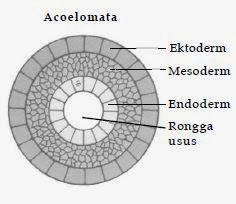 Bentuk lapisan tubuh triploblastik acoelomata