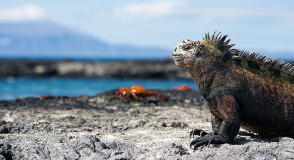 galapagos