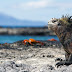 Galapagos Mengeser Pulau Bali