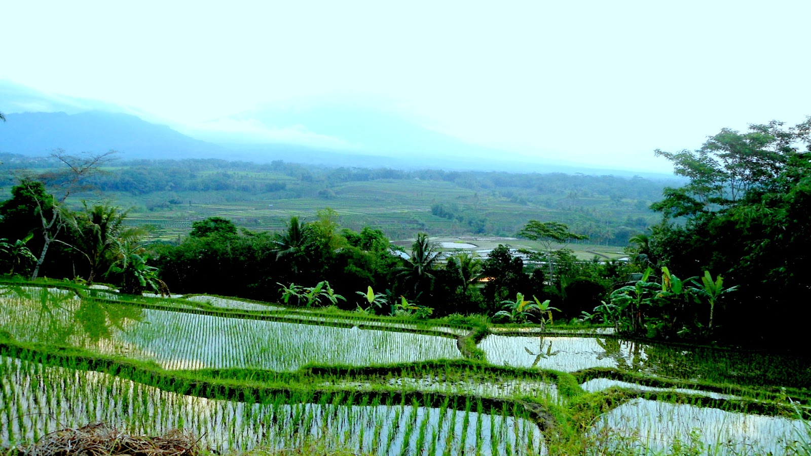 Wisata Sore Wisata Pemandangan Sawah Terasering Secang