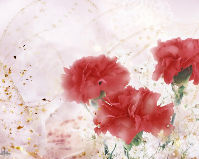 Rose Wallpaper HD -06