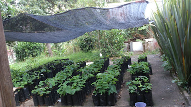 Vivero de chirimoya custard apple nursery