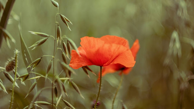 Wallpaper Poppy, Flower, Petals, Spring